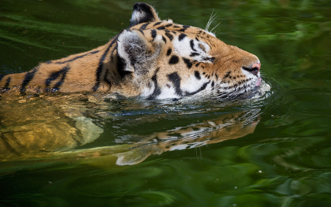 Wuppertal, 23.07.2014: Ein  Sibirischer Tiger im Zoologischen Garten in Wuppertal ©dpa