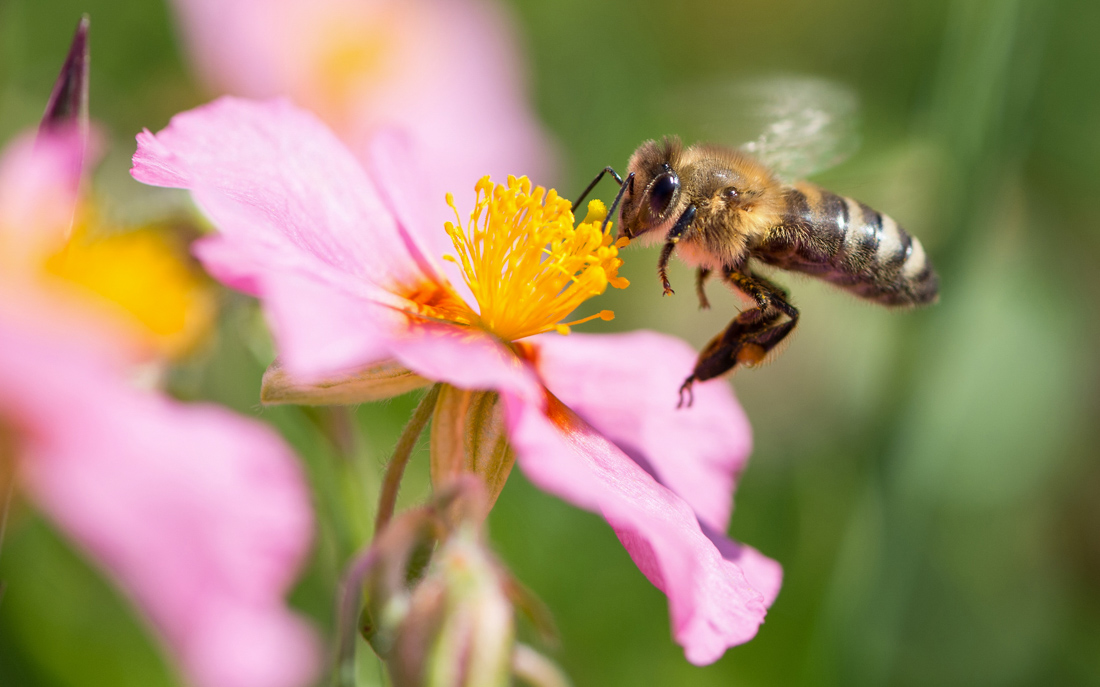 Norden, 12.06.2015: Eine Biene sammelt Nektar von einem rosafarbenen Sonnenröschen ©dpa