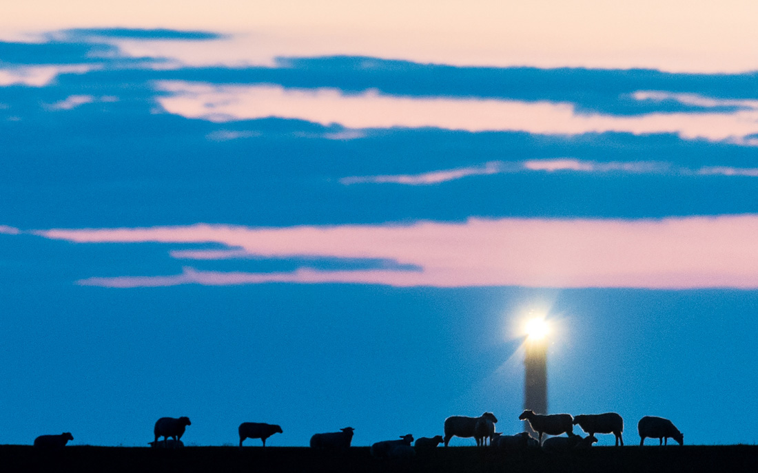 Hilgenriedersiel, 21.07.2015: Schafe auf dem Deich. Im Hintergrund leuchtet der Norderneyer Leuchtturm ©dpa