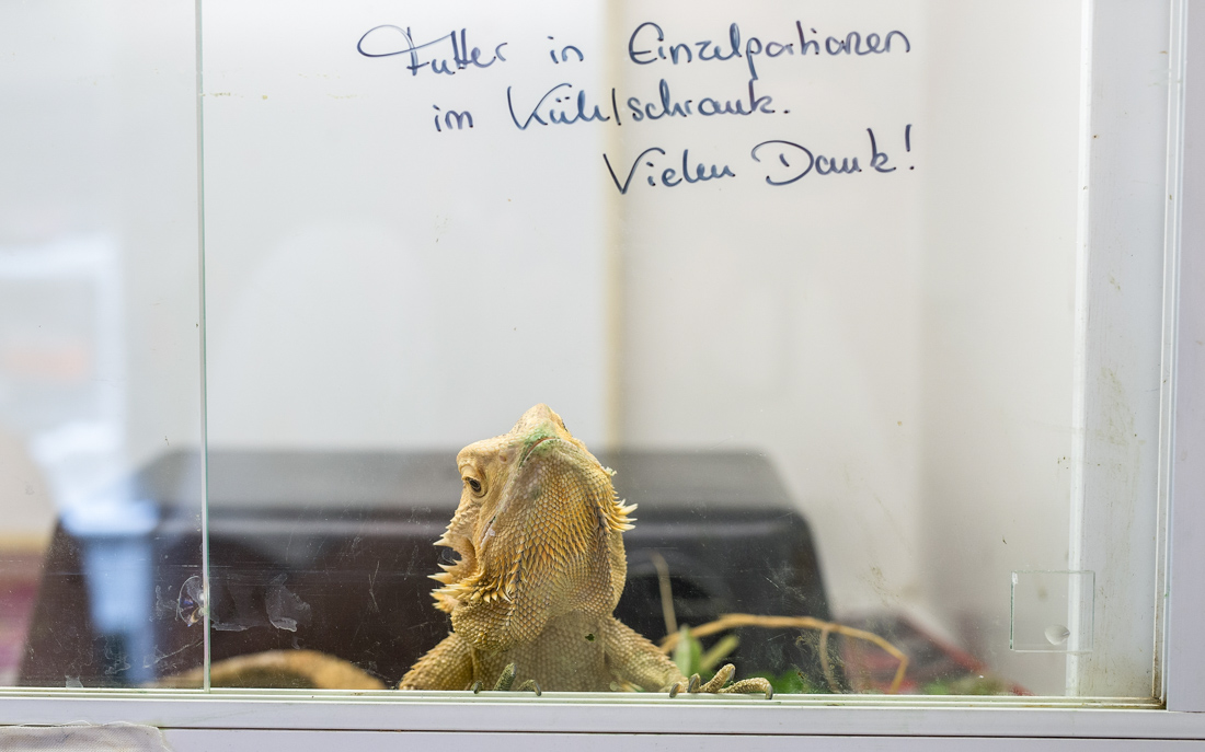 München, 04.08.2015: Eine Bartagame in der Reptilienauffangstation ©dpa
