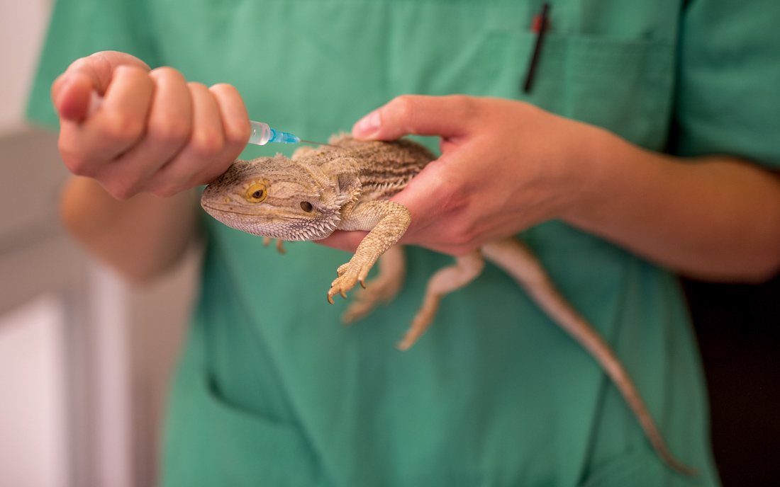 München, 04.08.2015: Eine Bartagame wird in der Reptilienauffangstation behandelt ©dpa