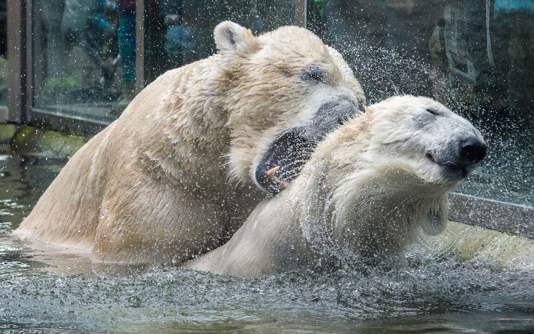 München, 08.02.2016: Das Eisbärenpaar Yoghi (l) und Giovanna im Tierpark Hellabrunn ©dpa