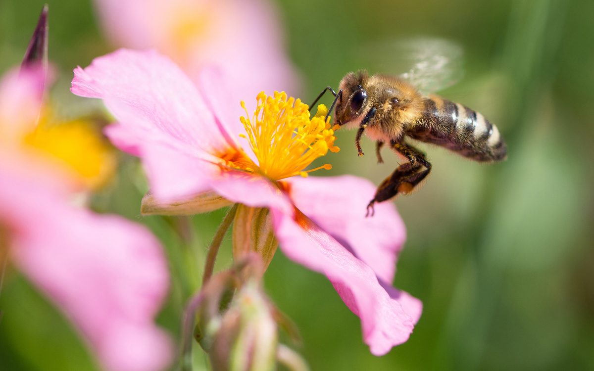 Norden, 12.06.2015: Eine Biene sammelt Nektar von einem rosafarbenen Sonnenröschen. ©dpa