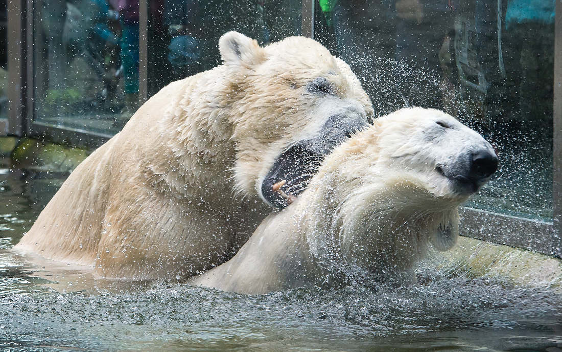 München, 08.02.2016: Thema «Verliebte Tiere zum Valentinstag»: Das Eisbärenpaar Yoghi (l) und Giovanna im Tierpark Hellabrunn. ©dpa